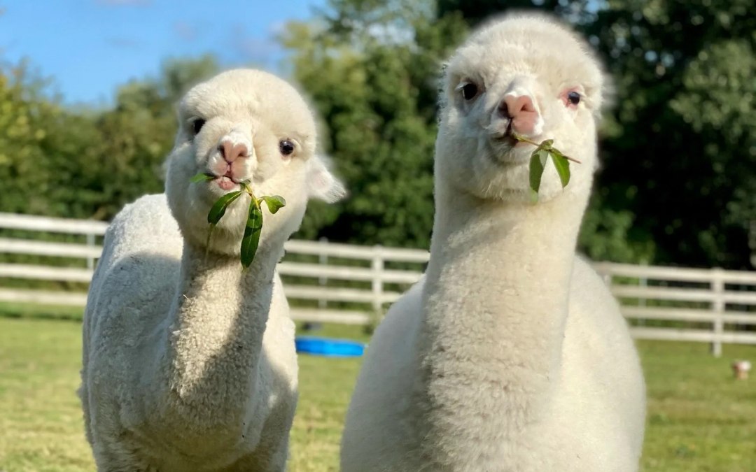 Trebel Valley Alpacas, © Anne Häusler
