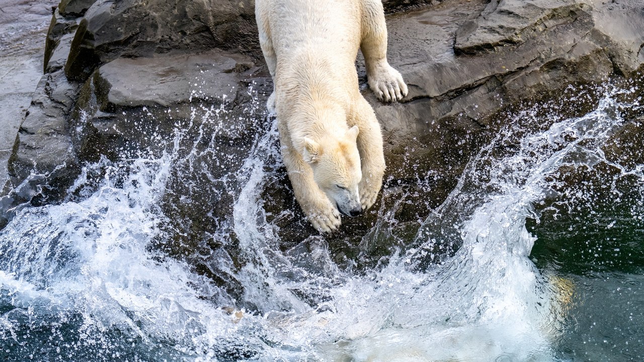 A polar bear at the Rostock Zoo. // © Zoo Rostock/ Drübbisch A polar bear at the Rostock Zoo. // © Zoo Rostock/ Drübbisch