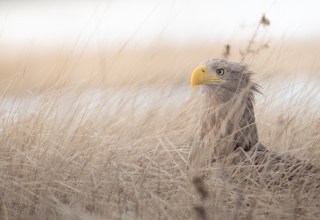 White-tailed eagle // &copy; Vogeltouren MV